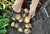 
          
            Grow Fresh Potatoes NZ
          
        